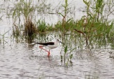 WildLife Photos of Birds, Waders, Black-winged Stilt, Himantopus himantopus